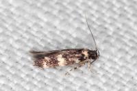Apatema proteroclina