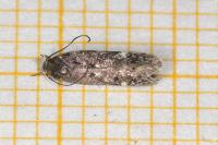 Bryotropha affinis