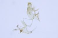 Bryotropha affinis