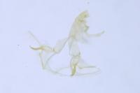 Bryotropha affinis