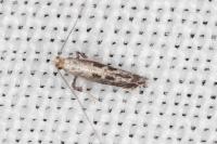 Parornix torquillella