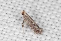 Parornix torquillella