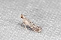 Parornix torquillella