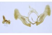 Eucosma obumbratana