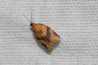 Clepsis consimilana
