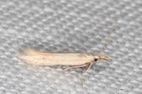 Megacraspedus lanceolellus