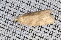 Cnephasia incertana