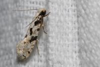 Nemapogon nevadellus