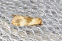 Phalonidia contractana