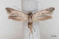 Scythris mus