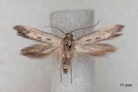 Scythris mus