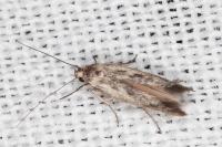 Scythris mus
