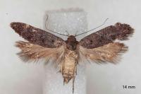 Anacampsis scintillella