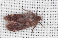 Anacampsis scintillella
