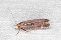 Anacampsis scintillella