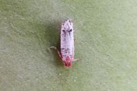 Notocelia mediterranea