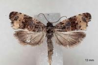 Endothenia marginana