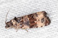 Endothenia marginana