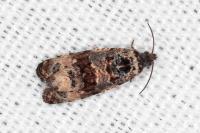 Endothenia marginana