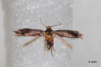 Stigmella suberivora
