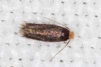 Stigmella suberivora