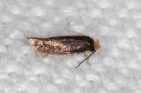 Stigmella suberivora