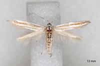 Coleophora cyrniella