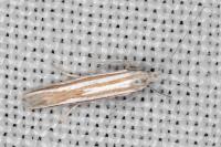 Coleophora cyrniella