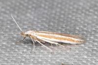 Coleophora cyrniella