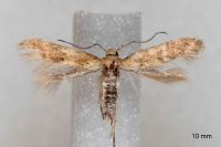 Mompha epilobiella