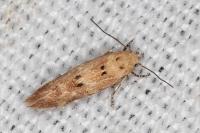 Mompha epilobiella