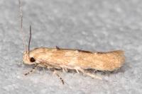 Mompha epilobiella