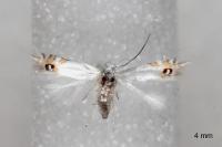 Leucoptera coronillae