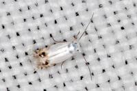 Leucoptera coronillae