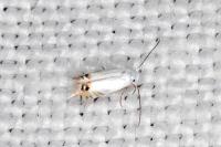 Leucoptera coronillae