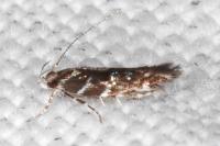 Vulcaniella grabowiella
