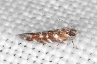Vulcaniella grabowiella