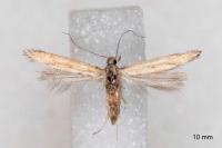 Mesophleps trinotella