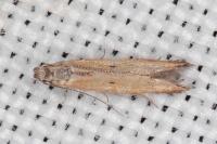 Mesophleps trinotella