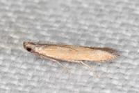Mesophleps trinotella