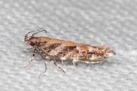 Aristotelia ericinella
