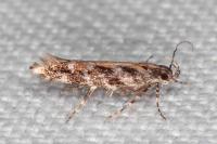 Aristotelia ericinella