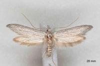 Pterolonche inspersa