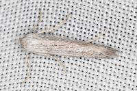 Pterolonche inspersa