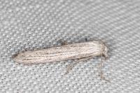 Pterolonche inspersa