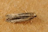 Mirificarma mulinella