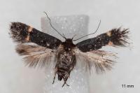 Aproaerema patruella