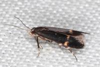Aproaerema patruella