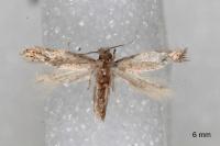 Infurcitinea italica