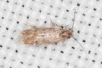 Infurcitinea italica